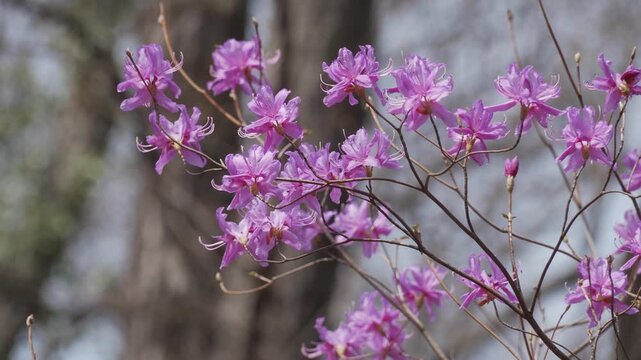 風に揺れるミツバツツジ