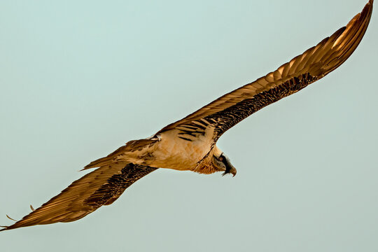 Quebrantahuesos en vuelo, en el parque natural de Cazorla, Segura y Las Villas.
