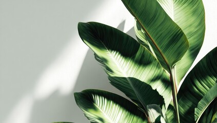 Obraz premium Close-up of large tropical plant's lush green leaves, casting shadows on a white wall