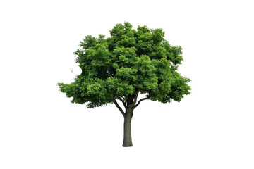 Obraz premium Green deciduous tree with lush foliage on transparent background