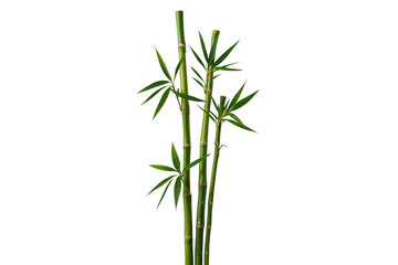 Obraz premium Green bamboo stems with fresh leaves on transparent background