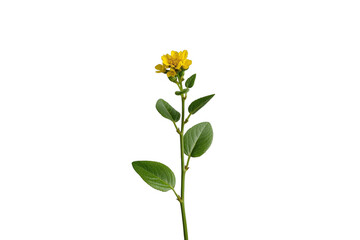 Obraz premium Yellow wildflower blooming with green leaves and stem