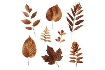 Obraz premium Autumn leaves collection showing seasonal foliage on transparent background