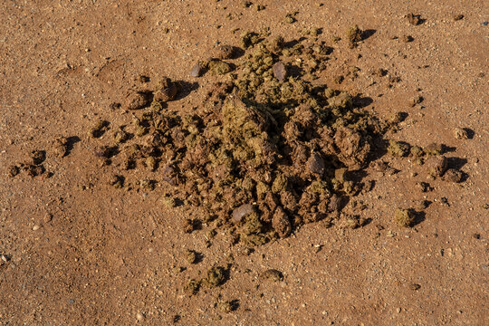 Horse Manure
