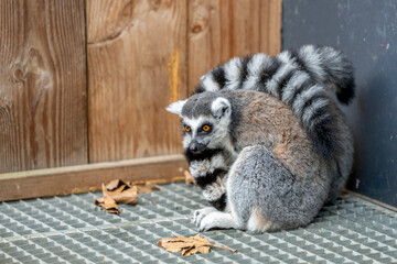 Fototapeta premium Two ring-tailed lemurs cuddling together for warmth