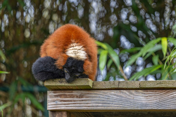 Red ruffed lemur hanging on a wooden roof © photoPepp