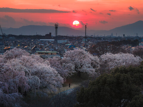 Aerial view of cherry blossoms in full bloom under a fiery sunset sky, Kiso River Cherry Blossom, Ichinomiya, Aichi, Japan.