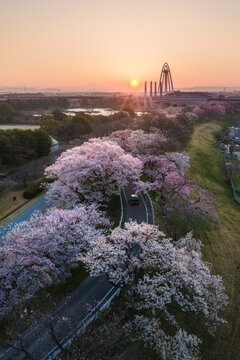 Aerial view of cherry blossoms in full bloom along the Kiso River, casting a soft pink hue over the landscape as the sun sets behind the towering bridge, Ichinomiya, Aichi, Japan.