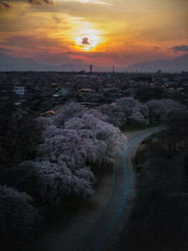 Aerial view of cherry blossoms lining a road under a fiery sunset sky, Kiso River Cherry Blossom, Ichinomiya, Aichi, Japan.