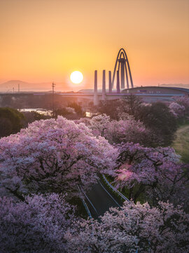 Aerial view of the Kiso River's cherry blossoms framing the iconic bridge against the warm hues of the rising sun, Ichinomiya, Aichi, Japan.