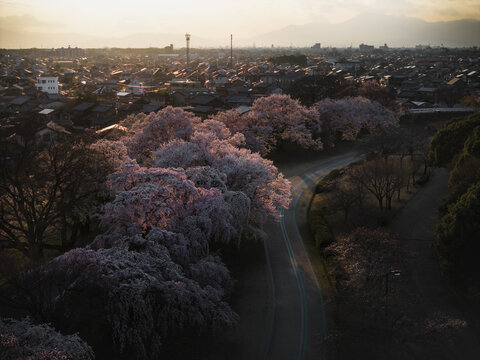 Aerial view of cherry blossoms in full bloom along the Kiso River, painting the landscape with soft pink hues against the backdrop of Ichinomiya, Aichi, Japan.