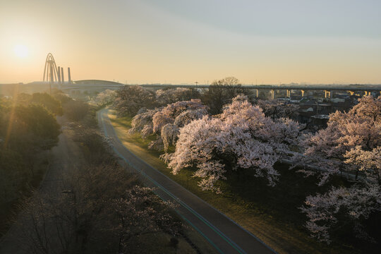 Aerial view of cherry blossoms in full bloom along the Kiso River, with a bridge and architectural structure in the distance, Ichinomiya, Aichi, Japan.
