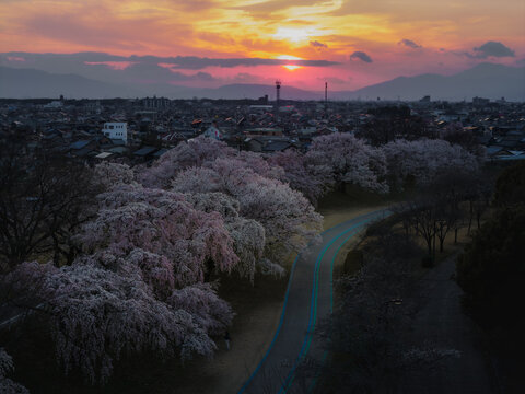 Aerial view of cherry blossoms in full bloom along the Kiso River under a golden sunset, Ichinomiya, Aichi, Japan.