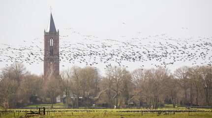 A flight of  barnacle geese in Eemnes (the Netherlands) © Gertjan Hooijer