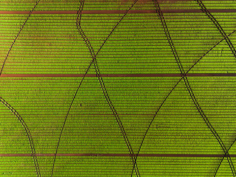 Aerial view of vibrant green agricultural fields with geometric patterns and diagonal vehicle tracks in Devonport, Tasmania, Australia.