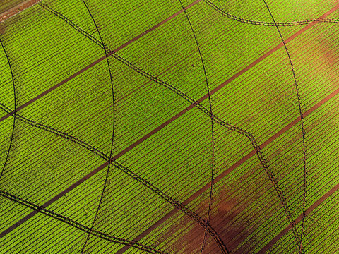 Aerial view of vibrant green agricultural fields with geometric crop rows and intersecting curved tractor tracks in Devonport, Tasmania, Australia.