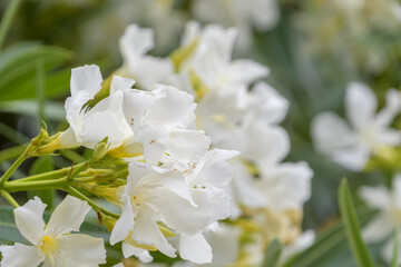 Fototapeta premium 夏の陽射しに映える白いキョウチクトウの花。青々とした葉を背景に咲く清廉な白い花のクローズアップ。夏休みのイメージや自然の背景素材。