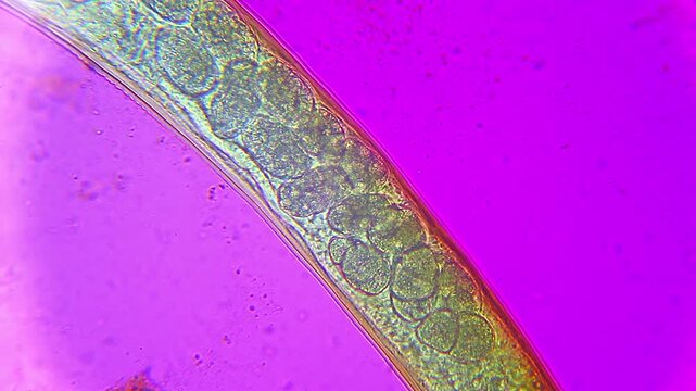 Nematode with internal egg structures close up under 400x magnification brightfield microscopy. 4K scientific microscopy footage.