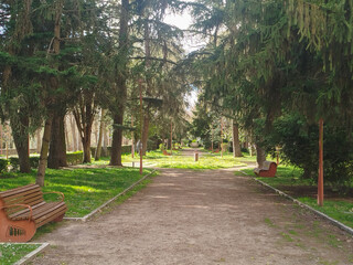 Fototapeta premium Sendero sombreado en un parque público rodeado de pinos altos y vegetación bajo la luz del sol en Burgos, España
