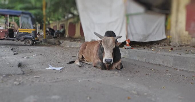 Calm Indian bull resting on the roadside in an outdoor city setting. A traditional street life moment showing a sacred animal in India