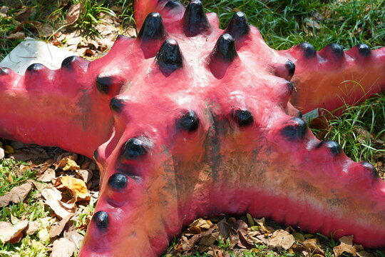 Close up of Crown of Thorns Starfish Replica