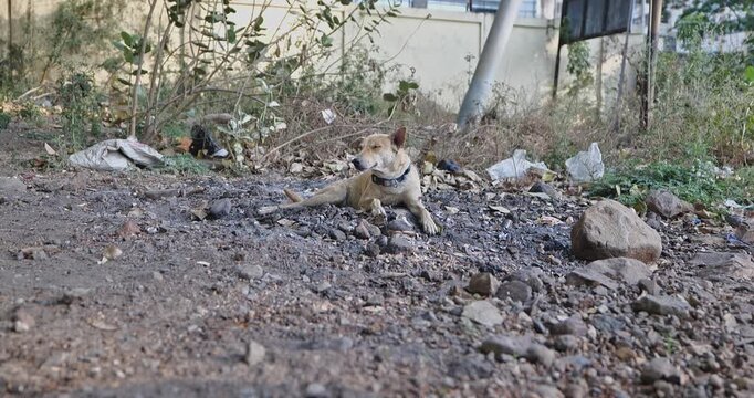 A stray dog resting peacefully on an Indian street, an outdoor candid scene