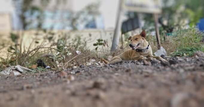 A stray dog resting peacefully on an Indian street, an outdoor candid scene