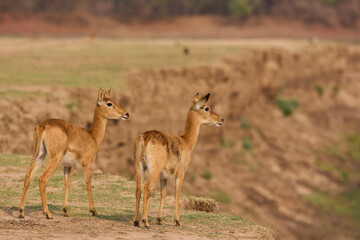 Fototapeta premium Female Puku (Kobus vardoni) grazing on grassland in South Luangwa National Park, Zambia