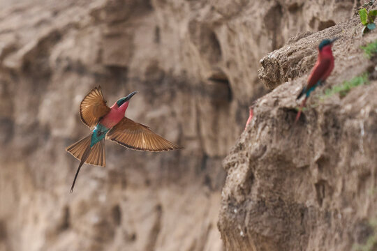 Colony of Southern Carmine Bee-eater (Merops nubicoides) nesting in the bank of the Luangwa River in South Luangwa National Park, Zambia