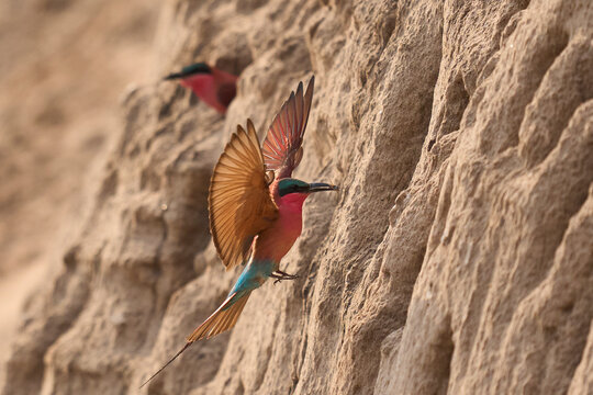Colony of Southern Carmine Bee-eater (Merops nubicoides) nesting in the bank of the Luangwa River in South Luangwa National Park, Zambia
