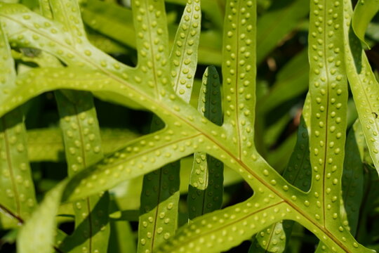 Close up of a wart fern plant leaves nature