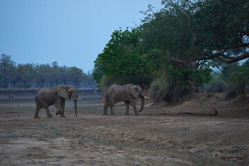 Fototapeta premium Large male African Elephant (Loxodonta africana) browsing in South Luangwa National Park, Zambia