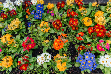 Obraz premium Colorful Spring Primrose Flowers In Garden Bed