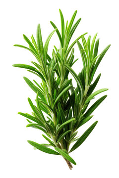 Fresh green rosemary herb sprig isolated on white background. This image is suitable for culinary and herbal medicine use.