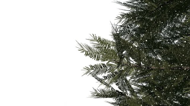 Animation of snow falling over fir tree branches