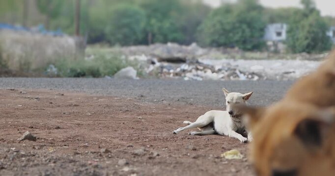 A stray dog resting peacefully on an Indian street, an outdoor candid scene