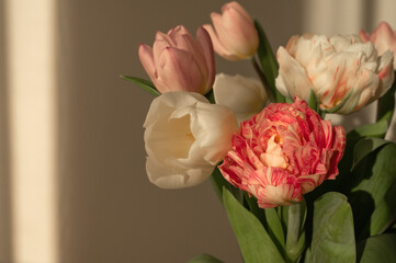 Tulip flowers bouquet closeup on neutral beige wall background with warm evening natural sunlight and shadows, aesthetic lifestyle floral backdrop with empty copy space