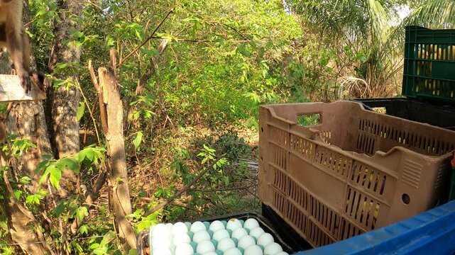 Capuchin monkey steals eggs from crate in jungle setting footage