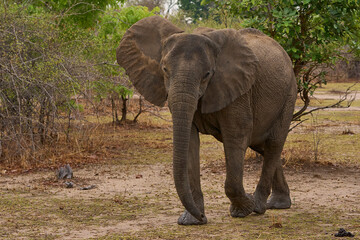 Fototapeta premium African Elephant (Loxodonta africana) in a woodland in South Luangwa National Park, Zambia