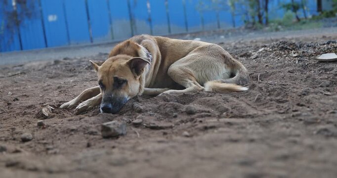 A stray dog resting peacefully on an Indian street, an outdoor candid scene