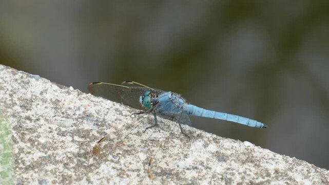 A serene close-up of a blue dragonfly perched on a rugged concrete surface, showcasing its delicate wings and vibrant body in natural light