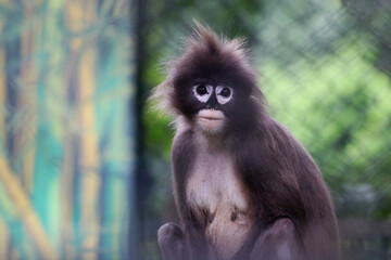Fototapeta premium Image of a Dusky leaf monkey from North-east india.