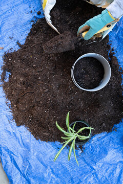 Gloved hand holding a garden trowel full of dirt. Repotting spider plants, chlorophytum