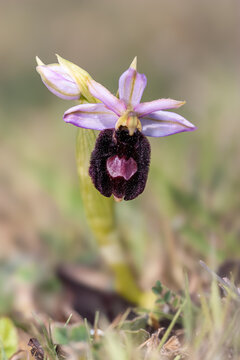 Wild orchid Ophrys aurelia blooming, close-up in natural habitat.
