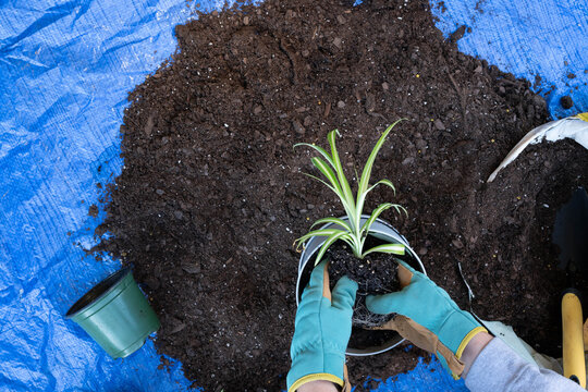 Gloved hands holding roots of a spider plant. Repotting house plants.