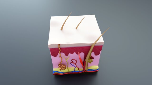 3D Anatomical Skin Cross-Section: Detailed Layers of Epidermis, Dermis, and Hypodermis Featuring Hair Follicle, Sweat Glands, and Vasculature for Medical Education.