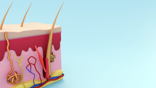 3D Anatomical Skin Cross-Section: Detailed Layers of Epidermis, Dermis, and Hypodermis Featuring Hair Follicle, Sweat Glands, and Vasculature for Medical Education.