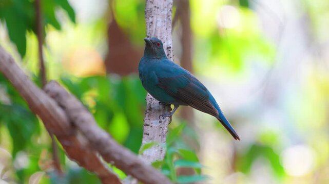This Female fairy-bluebird is found in forests across tropical southern Asia A medium-sized bird with indigo body feathers, dark gray back and face, and red eyes