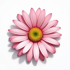 Obraz premium Pink daisy flower bloom with yellow center and green pistil. Delicate petals spread open against white background. Floral art isolated element for design.
