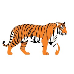 Obraz premium Graphic illustration of a tiger walking on a white background